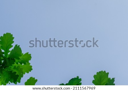 Green leaves of a young oak tree (copy space).