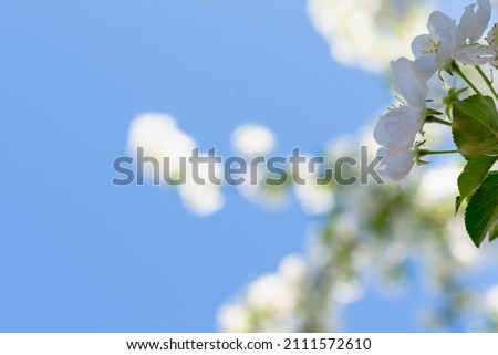 Spring background with blue sky, flowers and leaves (copy space).