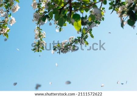 Spring background with blue sky, flowers and leaves (copy space).