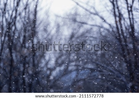 Night snow is falling in the forest.