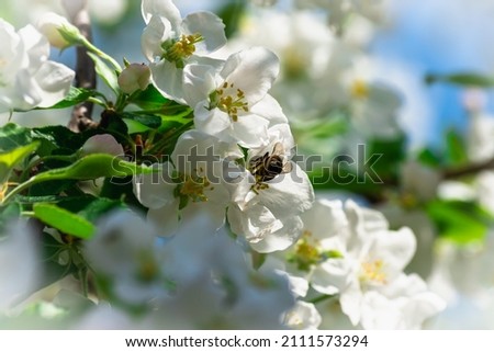 Spring flowers on a tree and a bee.