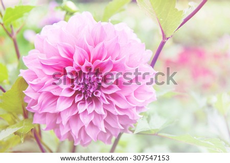 flower background, romantic flowers, beautiful flowers made with sweet soft style color filters.