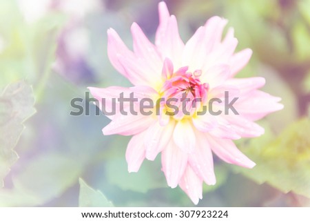 flower background, romantic flowers, beautiful flowers made with sweet soft style color filters.