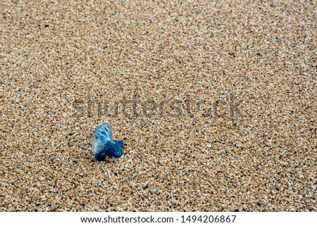 Portugese man-o-war washed up on shore Foto stock © 