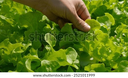 Similar – Image, Stock Photo Hands picking cabbage plant in vegetable garden. Top view. Copy space.