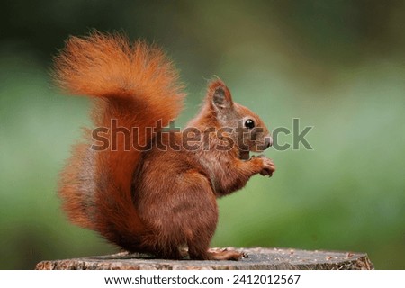 Similar – Image, Stock Photo Curious squirrel on tree trunk