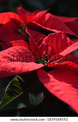 A close up on red poinsettia plant,  in greenhouse, beautiful shot full of detail f the colorful leaves Zdjęcia stock © 