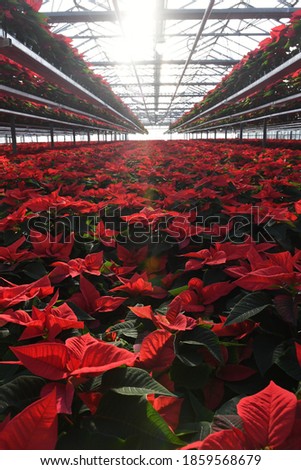 A close up on thousands of red poinsettia plants in spacious greenhouse, beautiful shot full of detail and with sun rays creating little dreamy distortion Zdjęcia stock © 