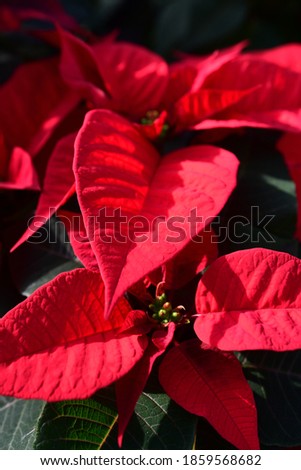 A close up on red poinsettia plant,  in greenhouse, beautiful shot full of detail f the colorful leaves Zdjęcia stock © 