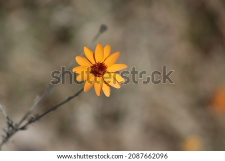 Adenophyllum porophyllum radiatus flower at Bosque La Primavera, Jalisco Foto stock © 