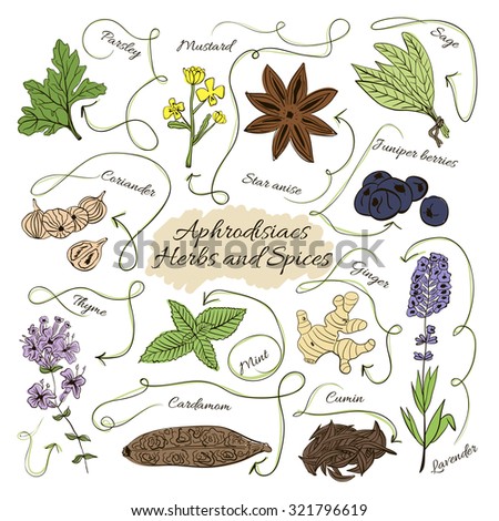 Set of spices and herbs cuisines Pakistan on old paper in vintage style.  illustration