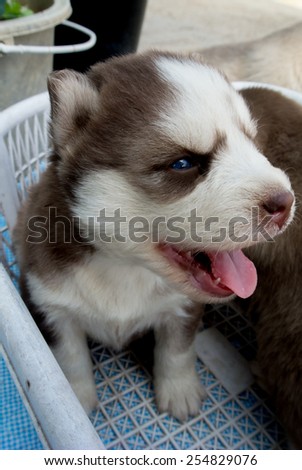 Little Siberian Husky puppy with blue eyes keep smiling in the basket