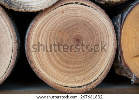 Wooden logs texture, close up of annual rings.