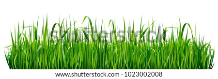 Similar – Image, Stock Photo a field of green corn