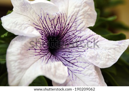 A beautiful macro shot of a flower with purple veins arising from the epicenter of the flower.