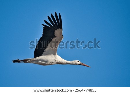 Similar – Foto Bild Störchin und Storch auf einem Bein im Nest