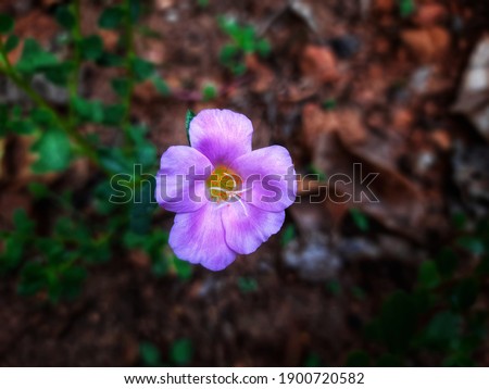 Shutterstock Puzzlepix