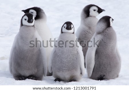Five Emperor Penguin chicks, grouped together looking in different directions. Snow Hill Emperor Penguin Colony, Antarctica