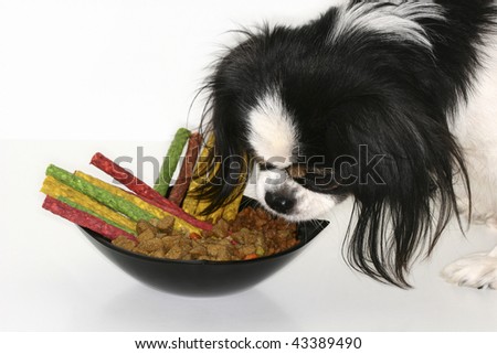good and healthy food for pets