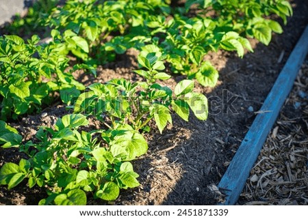 Similar – Image, Stock Photo Homegrown organic potatoes in a basket on wooden floor