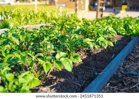 Similar – Image, Stock Photo Homegrown organic potatoes in a basket on wooden floor