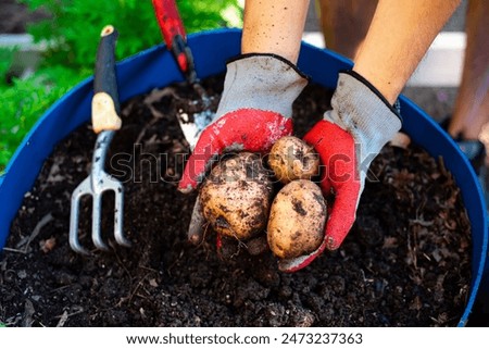 Similar – Image, Stock Photo Homegrown organic potatoes in a basket on wooden floor