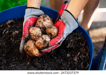 Image, Stock Photo Homegrown organic potatoes in a basket on wooden floor