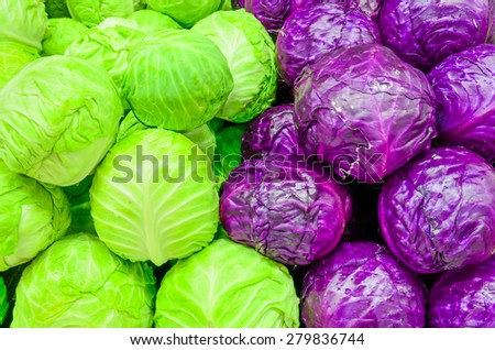 Group of fresh organically grown green and red cabbage in the farmer market at Puyallup, Washington, USA