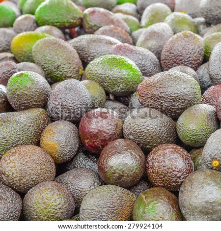Group of fresh organically grown mini avocados in the farmer market at Puyallup, Washington, USA. A close up full l frame of avocados.