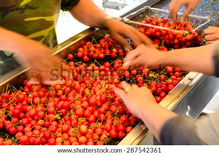 Sorting and processing red and sweet ripe cherries manually, ready to package at Yakima Valley. A prime agricultural area of Washington State, USA.