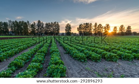 Cultivated field of lettuce growing in rows along the contour line in sunset at Kent, Washington State, USA. Agricultural composition. Panoramic style.