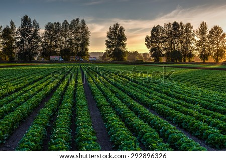 Cultivated field of lettuce growing in rows along the contour line in sunset at Kent, Washington State, USA. Agricultural composition.