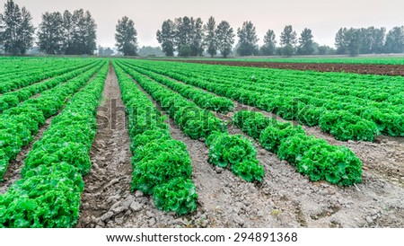 Cultivated field of lettuce growing in rows along the contour line in sunset at Kent, Washington State, USA. A hazy sunset in Washington caused by the fire from Vancouver BC, Canada.