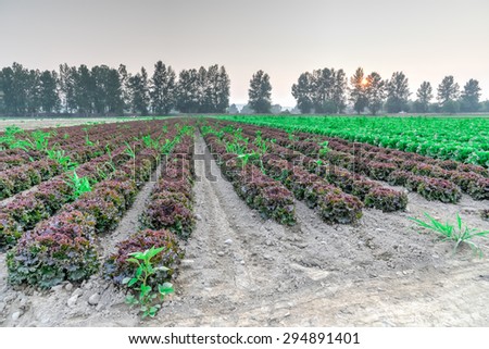 Cultivated field of lettuce growing in rows along the contour line in ...