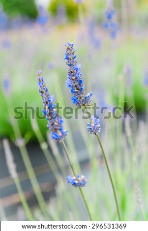 Close-up view of lavender growing in the field at Sequim, Washington, US. Lavender is a beautiful herbal medicineflower. Shallow and selective focuswith blur background of lavender.