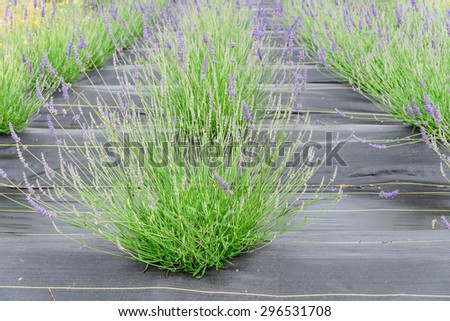 Bushof lavender growing in field with black matin Sequim, Washington, US. Sequim is the lavender Capital of North America. Lavender is a beautiful herbal medicineflower. Close-up view of lavender.