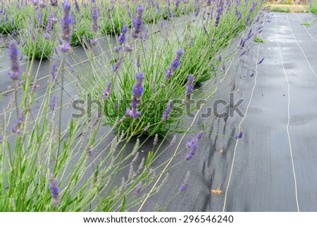 Bushof lavender growing in field with black matin Sequim, Washington, US. Sequim is the lavender Capital of North America. Lavender is a beautiful herbal medicineflower. Close-up view of lavender.