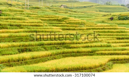 Terraced rice fields in harvest season in the Northern of Vietnam. This paddy rice farms are grown by Dao ethnic people in Y Ty, Lao Cai province. Beautiful mountain and cultivation concept. Panoramic