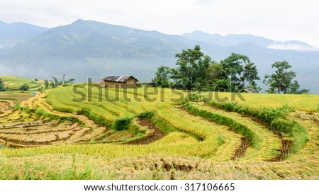 Bunches of harvest rice on terrace fields in Northern Vietnam. In the harvest season farmer cut off the rice and hang them on fields to dry before further processing. Agriculture, harvest. Panoramic