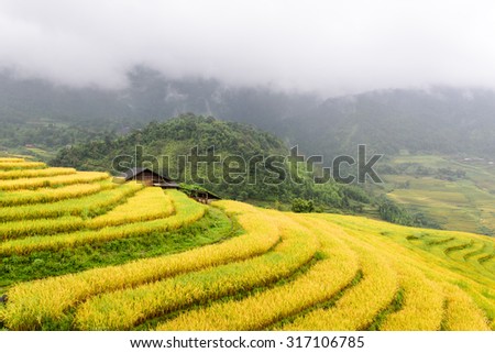 Terraced rice fields in harvest season with a small tent/stilt house in between in an early foggy and raining morning. This paddy rice farms are grown by Dao ethnic people in Y Ty, Lao Cai, Vietnam