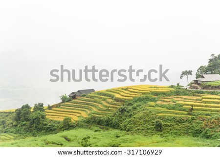 Terraced rice fields in harvest season with a small tent/stilt house in between in an early foggy and raining morning. This paddy rice farms are grown by Dao ethnic people in Y Ty, Lao Cai, Vietnam