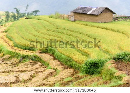 Bunches of harvest rice on terrace fields in Northern Vietnam. In the harvest season farmer cut off the rice and hang them on fields to dry before further processing. Agriculture and harvest concept