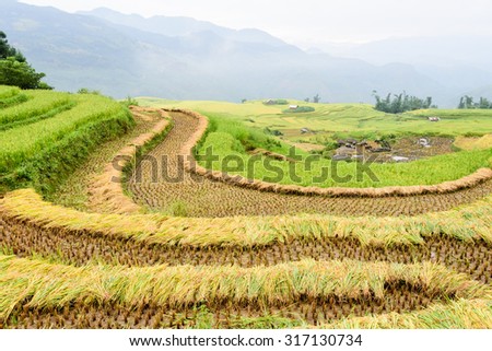 Bunches of harvest rice on terrace fields in Northern Vietnam. In the harvest season farmer cut off the rice and hang them on fields to dry before further processing. Agriculture and harvest concept