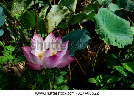 Lotus flower full blossom in an early morning. The elegance and purity of lotus is the symbol of Buddhism, commitment and optimism for the future. Lotus is often cited in the folk songs and poems