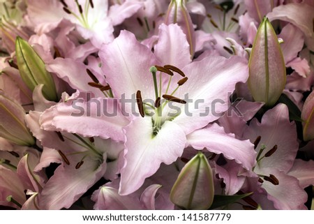 beautiful pink lily flowers. Nice background wallpaper with focus on a central flower.