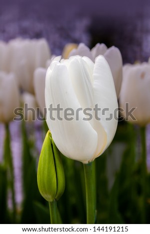 Two gentle white tulip flowers leaning on each other. The composition idea is love, care, tenderness, partnership, involvement, relationship. Can use as a card.