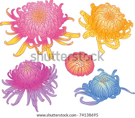 Colorful Set Of Different Curly Chrysanthemum Flower Blossoms. Cool For ...