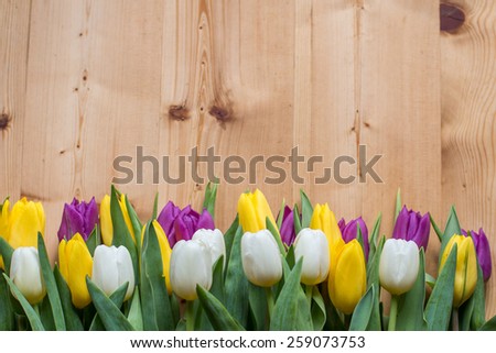Spring tulips, national women\'s day, tulips