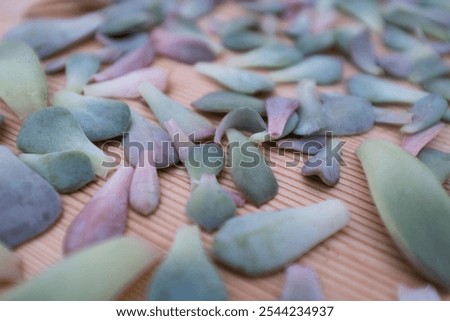 Similar – Image, Stock Photo Succulent leaf with roots and shoots.