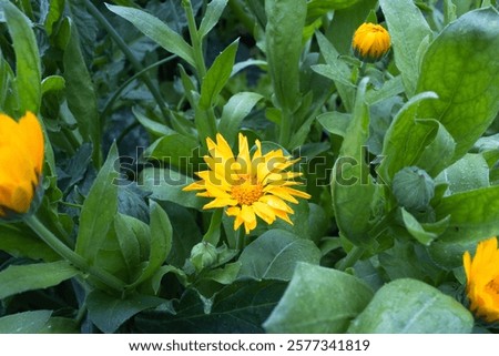 Similar – Image, Stock Photo Bright yellow calendula in front of bright blue